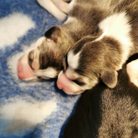 Saluki (levriero persiano) cuccioli