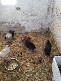 Blocco galline miste