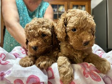 Cuccioli barboncino toy