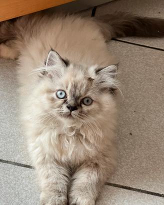 Gattina Persiana