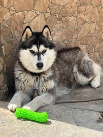 Husky Siberiano con Pedigree