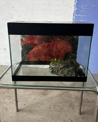 Acquario 