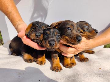 CUCCIOLI BASSOTTO TEDESCO