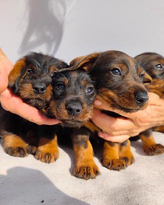 CUCCIOLI BASSOTTO TEDESCO