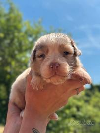 Australian shepherd