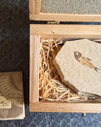 Fossile