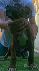 Pitbull
