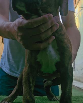 Pitbull