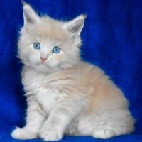 Cucciolo Maine coon crema tabby occhi blu