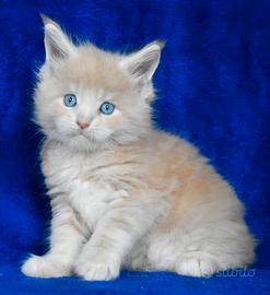 Cucciolo Maine coon crema tabby occhi blu