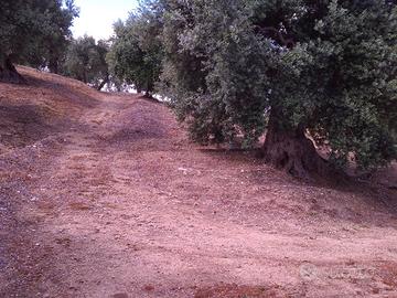 Terreno uliveto