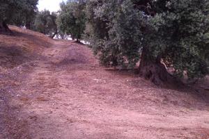 Terreno uliveto