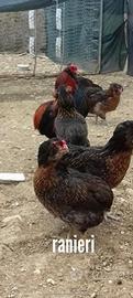 Amauracana galline