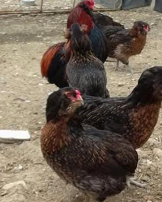 Amauracana galline
