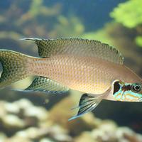 Pesci tropicali Lamprologus brichardi