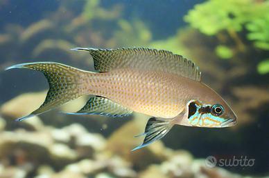 Pesci tropicali Lamprologus brichardi