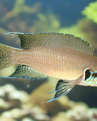 Pesci tropicali Lamprologus brichardi