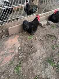 Galletti cocincina nana