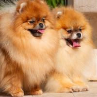 Spitz tedesco nano Pomerania