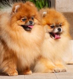 Spitz tedesco nano Pomerania