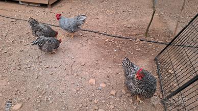 Galline Amrock