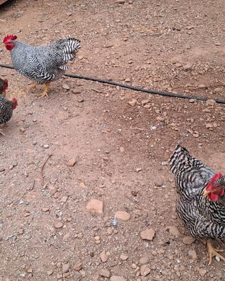 Galline Amrock