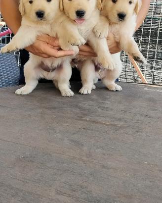 Golden retriever