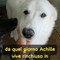 Achille 2 anni 20/23 kg ora e' in canile