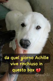 Achille 2 anni 20/23 kg ora e' in canile