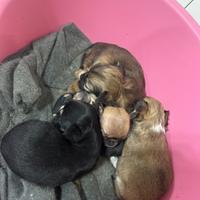 Cuccioli di chihuahua appena nati