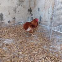 Gallo araucana