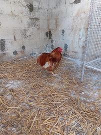 Gallo araucana