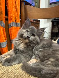 Maine coon Rose