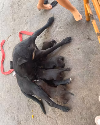 Cuccioli pittbull