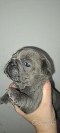 Cuccioli bulldog francese esotici