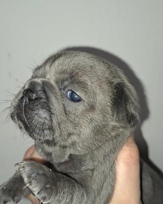 Cuccioli bulldog francese esotici