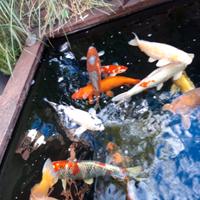 KOI ORGINALI JAPPONESI / Accessori per laghetto