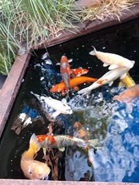 KOI ORGINALI JAPPONESI / Accessori per laghetto