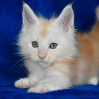 Cucciolo Maine coon Red silver