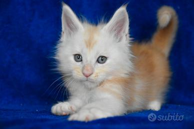 Cucciolo Maine coon Red silver