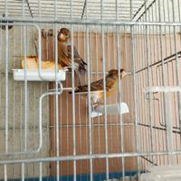 Canarina portoghese e canarina rosso bruno