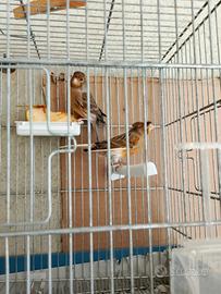 Canarina portoghese e canarina rosso bruno