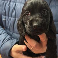 Ultimi cuccioli di Coker Neri