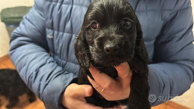 Ultimi cuccioli di Coker Neri