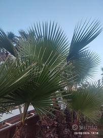 palme