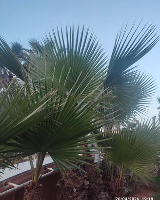 palme