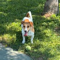 Jack Russel disponibile per accoppiamento