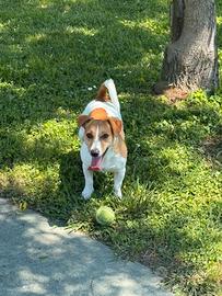 Jack Russel disponibile per accoppiamento