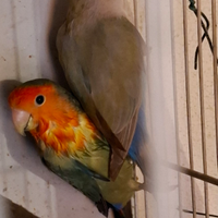 Inseparabili rosincolli