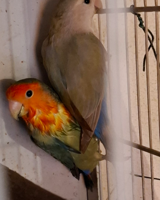 Inseparabili rosincolli